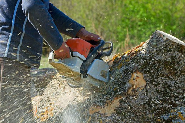 Best Tree Removal Near Me  in Wilderness Rim, WA